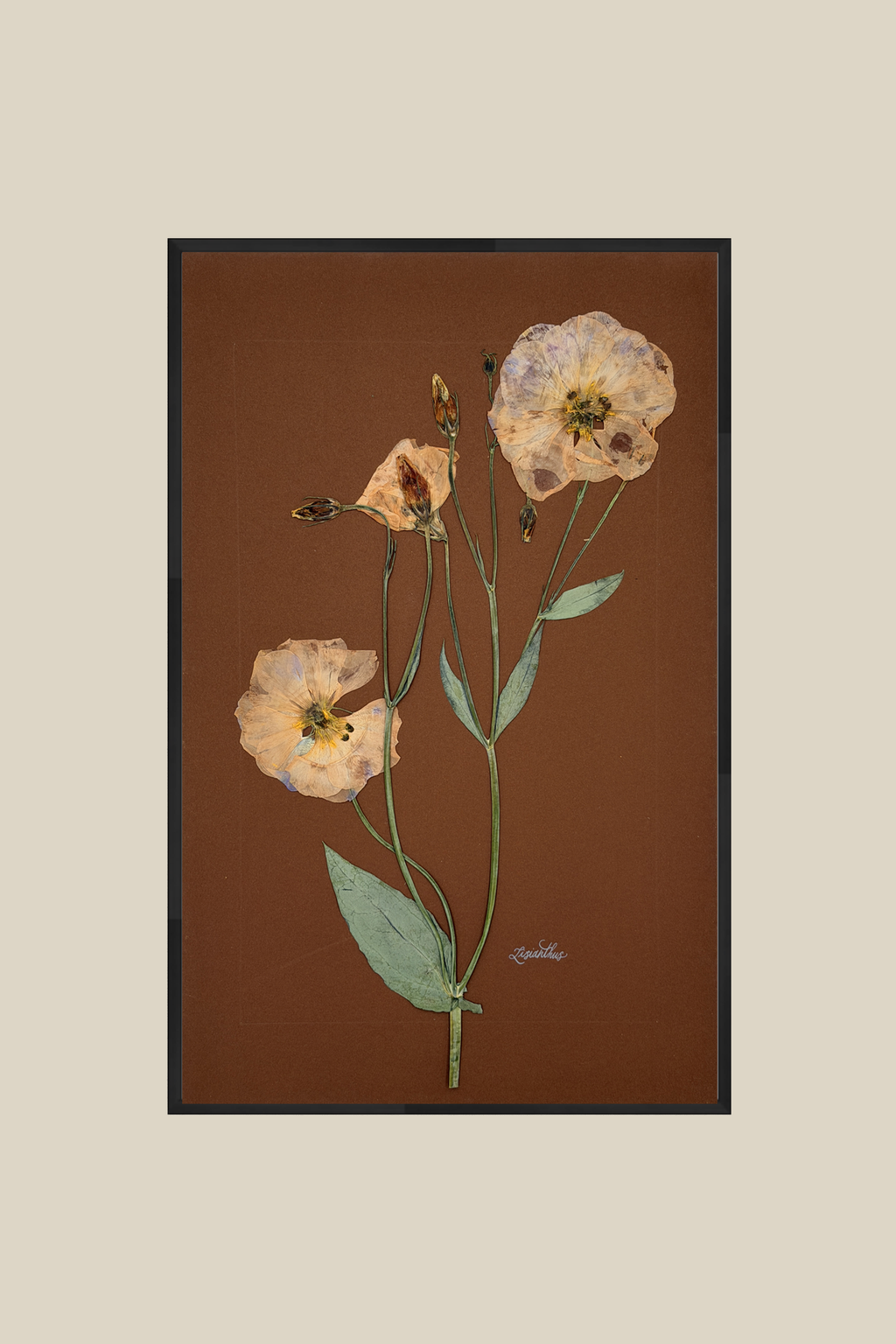 Lisianthus on Chocolate
