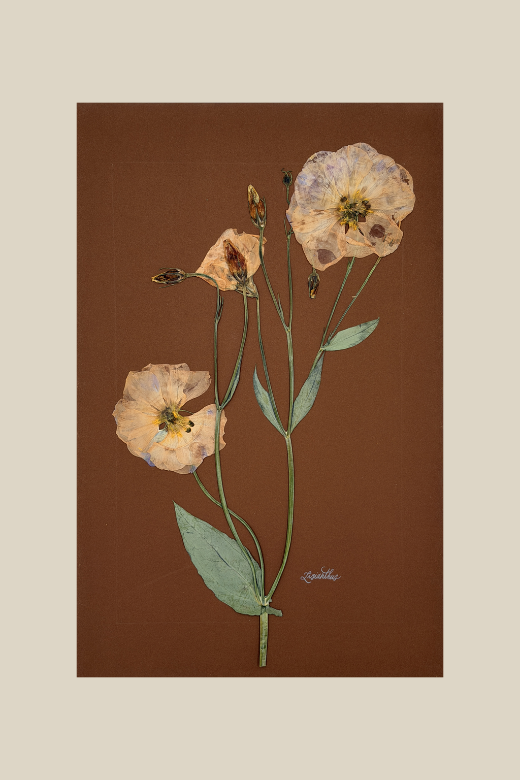 Lisianthus on Chocolate