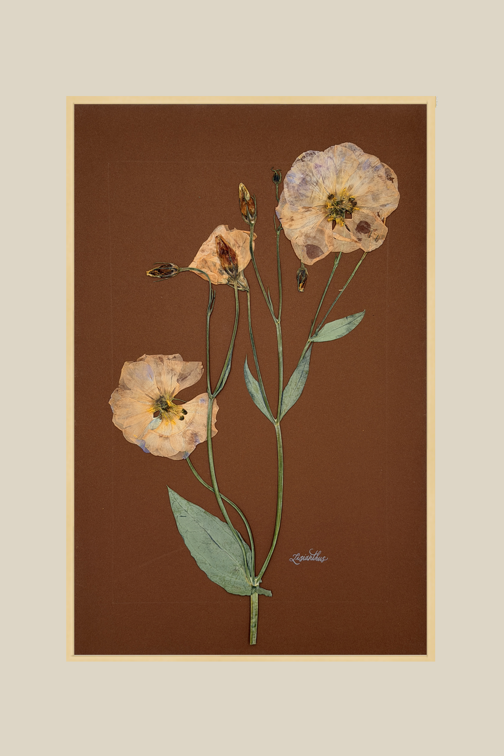 Lisianthus on Chocolate
