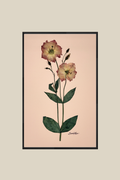 Lisianthus on Pink
