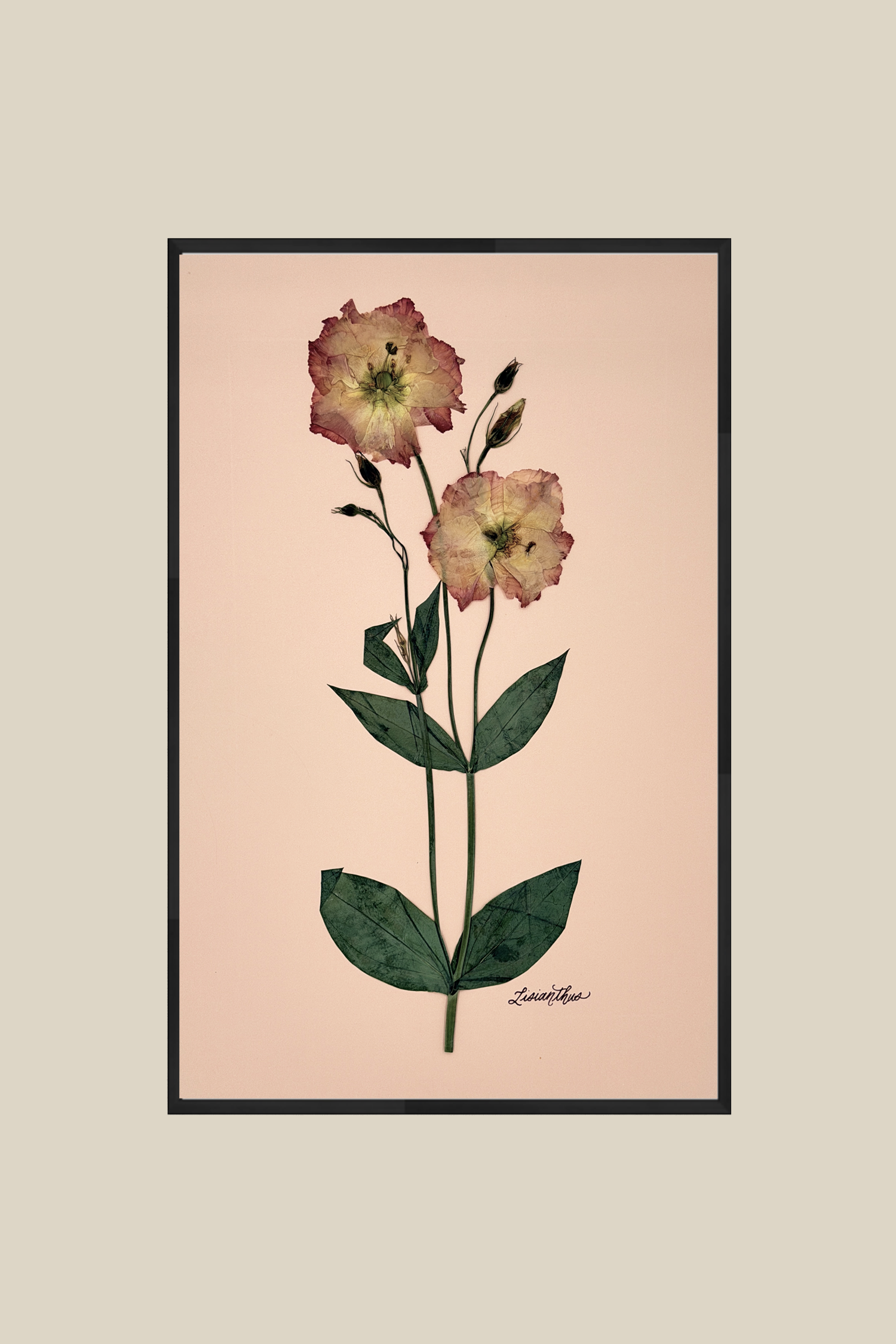 Lisianthus on Pink