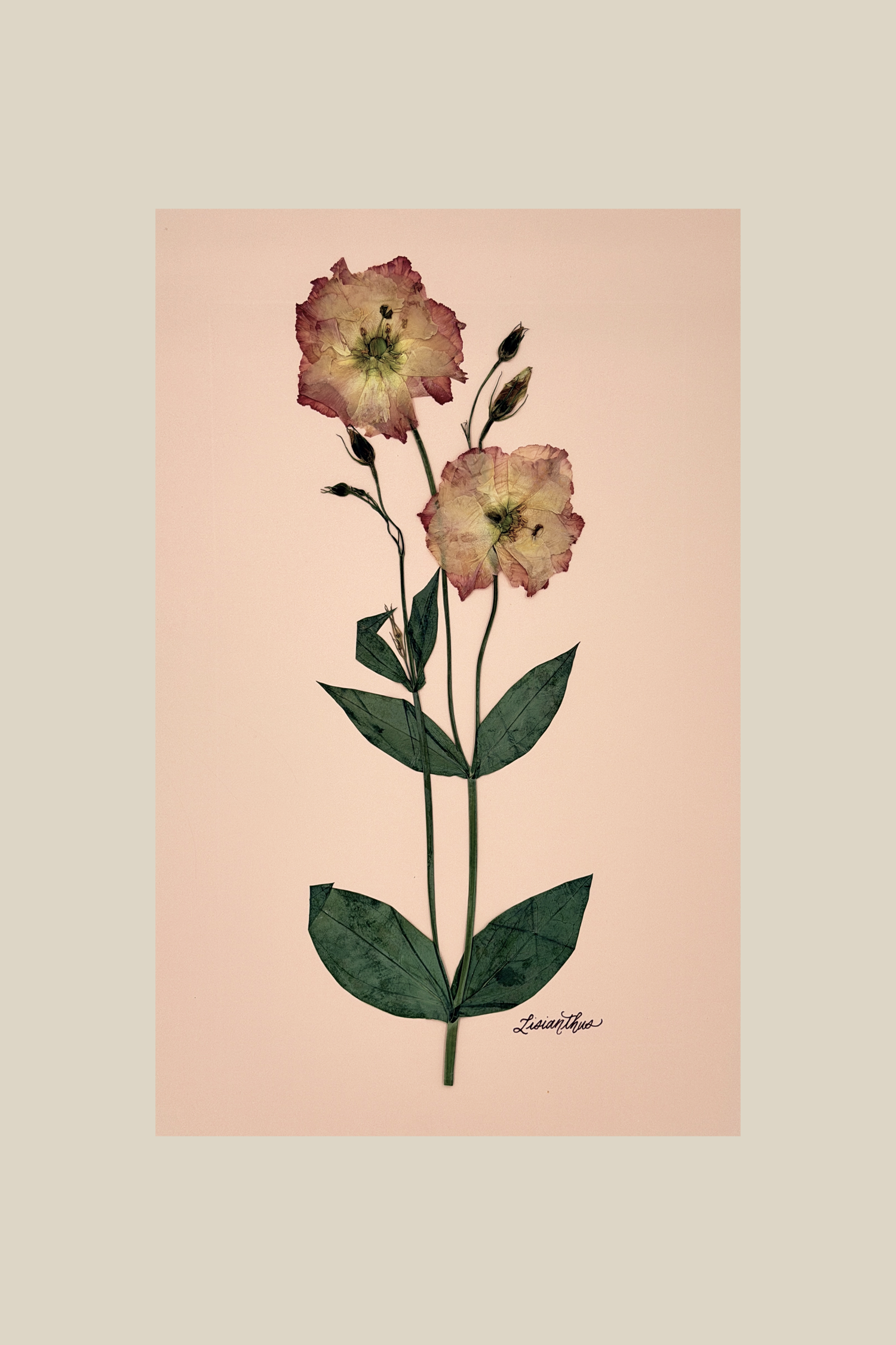 Lisianthus on Pink