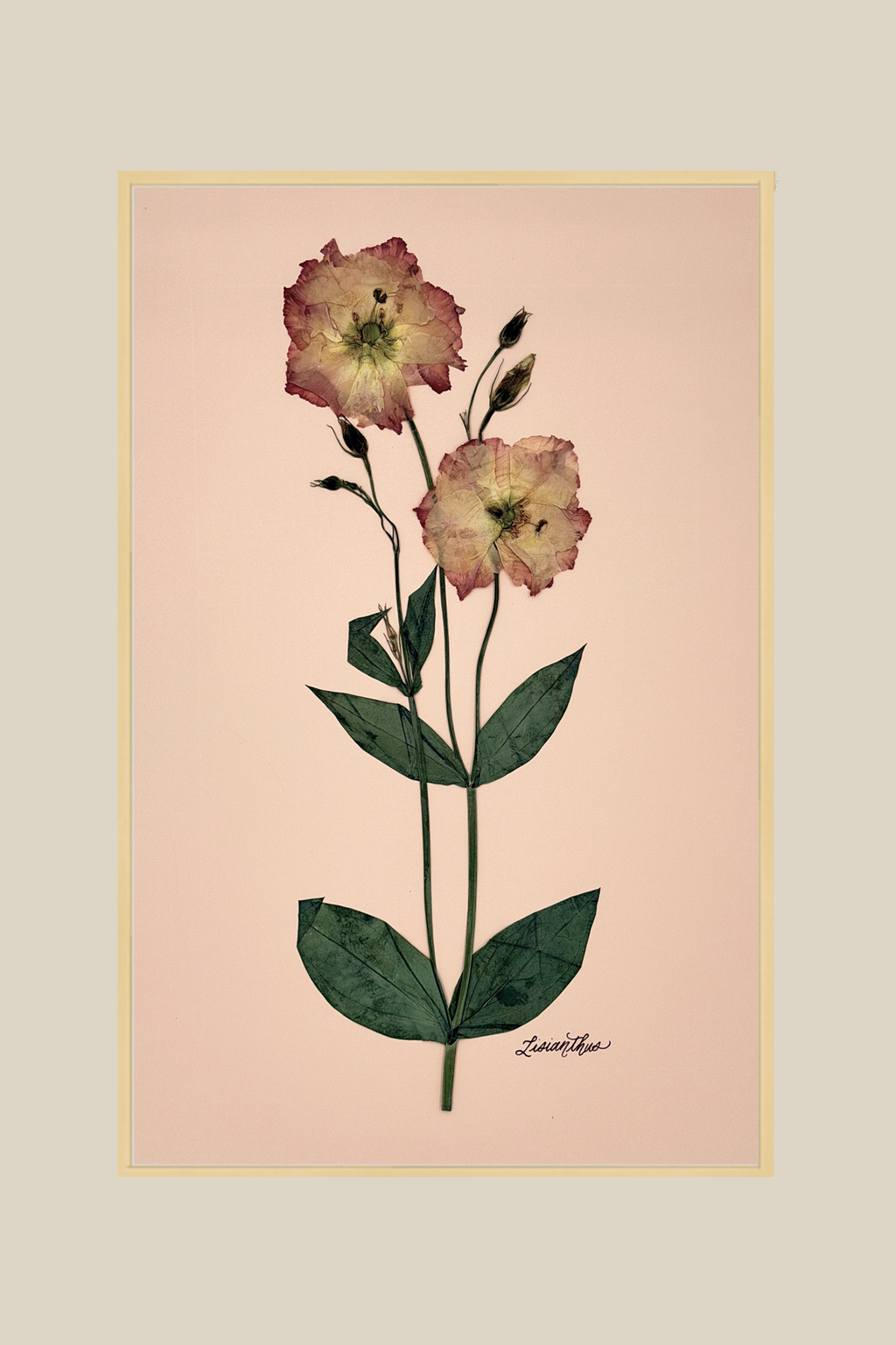 Lisianthus on Pink