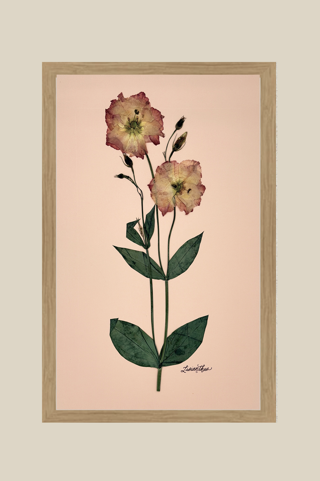 Lisianthus on Pink
