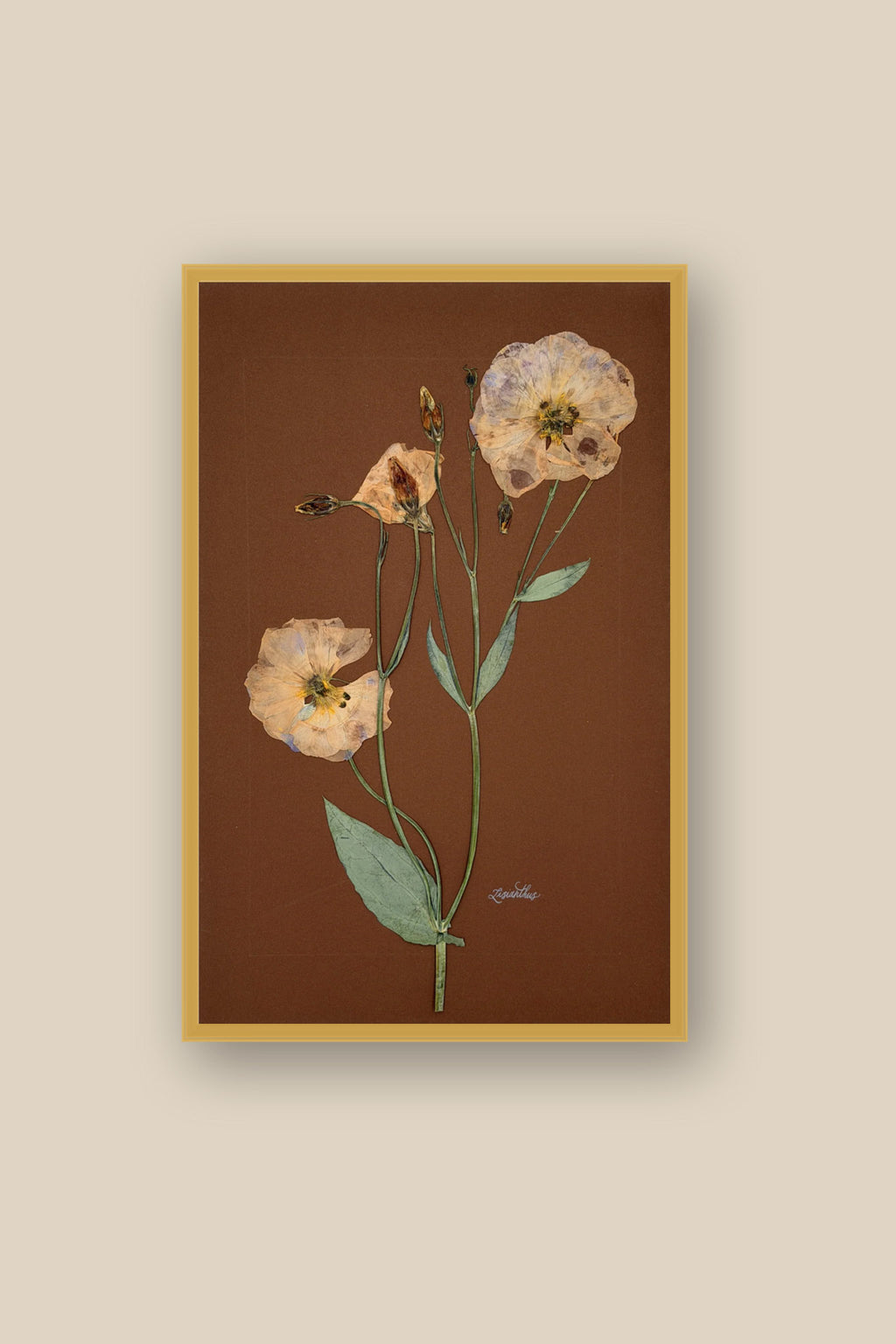 Lisianthus on Chocolate Framed