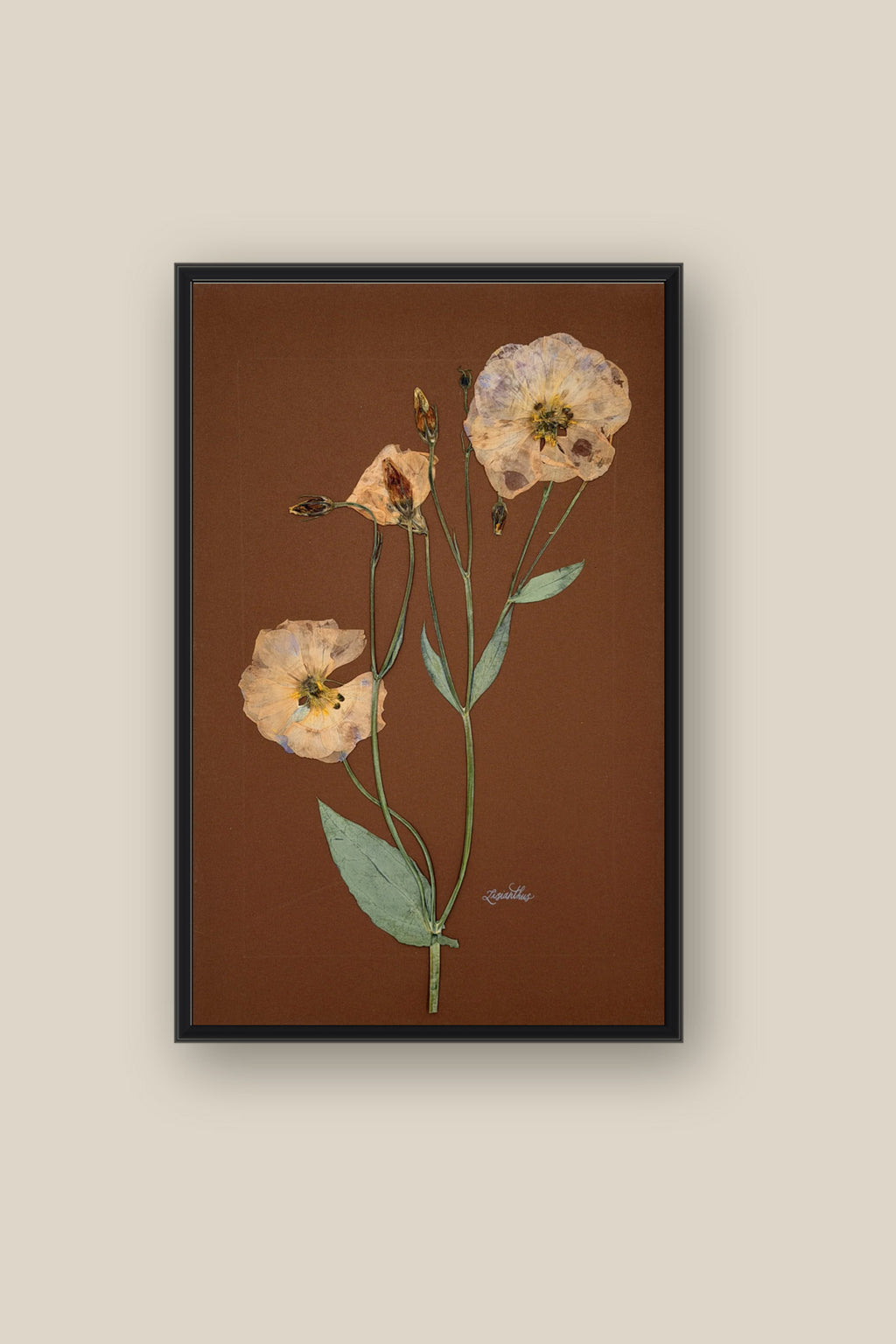Lisianthus on Chocolate Framed