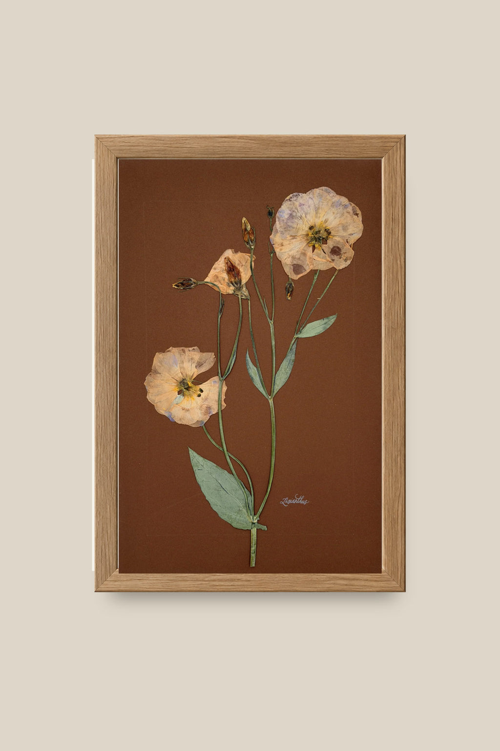 Lisianthus on Chocolate Framed