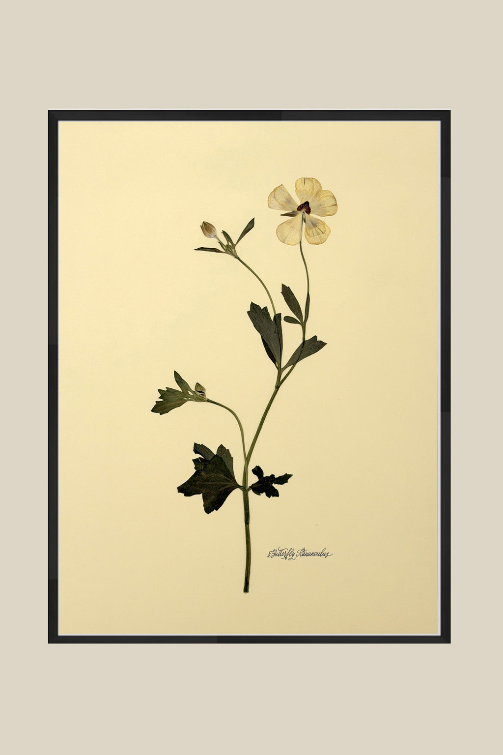 Butterfly Ranunculus Stem