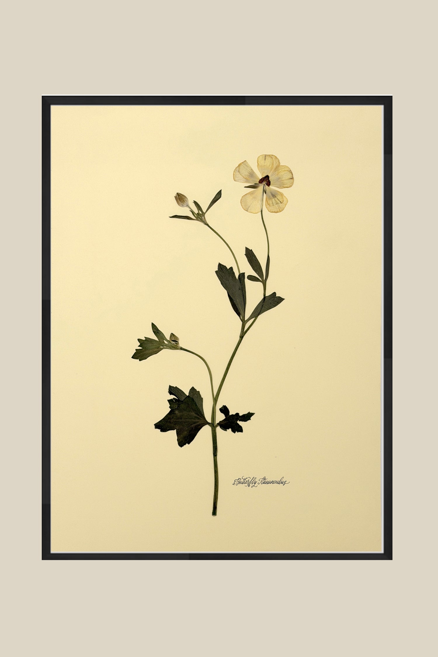 Butterfly Ranunculus Stem