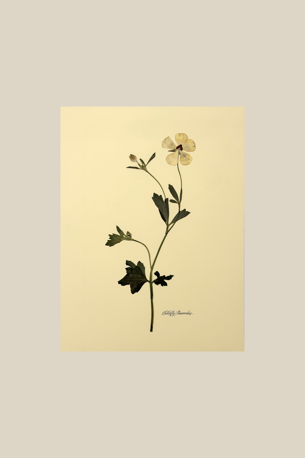 Butterfly Ranunculus Stem