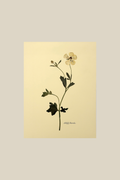 Butterfly Ranunculus Stem