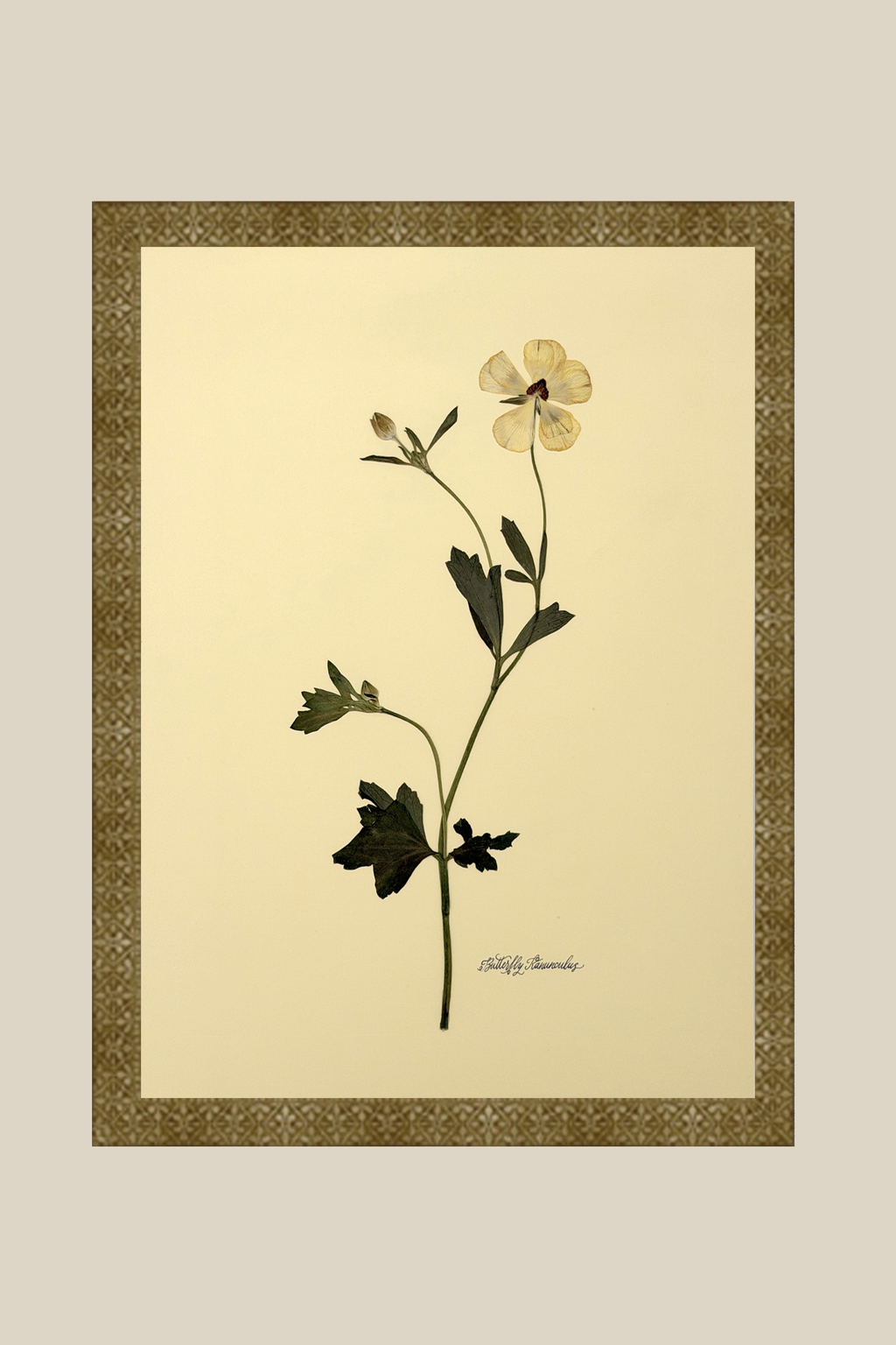 Butterfly Ranunculus Stem