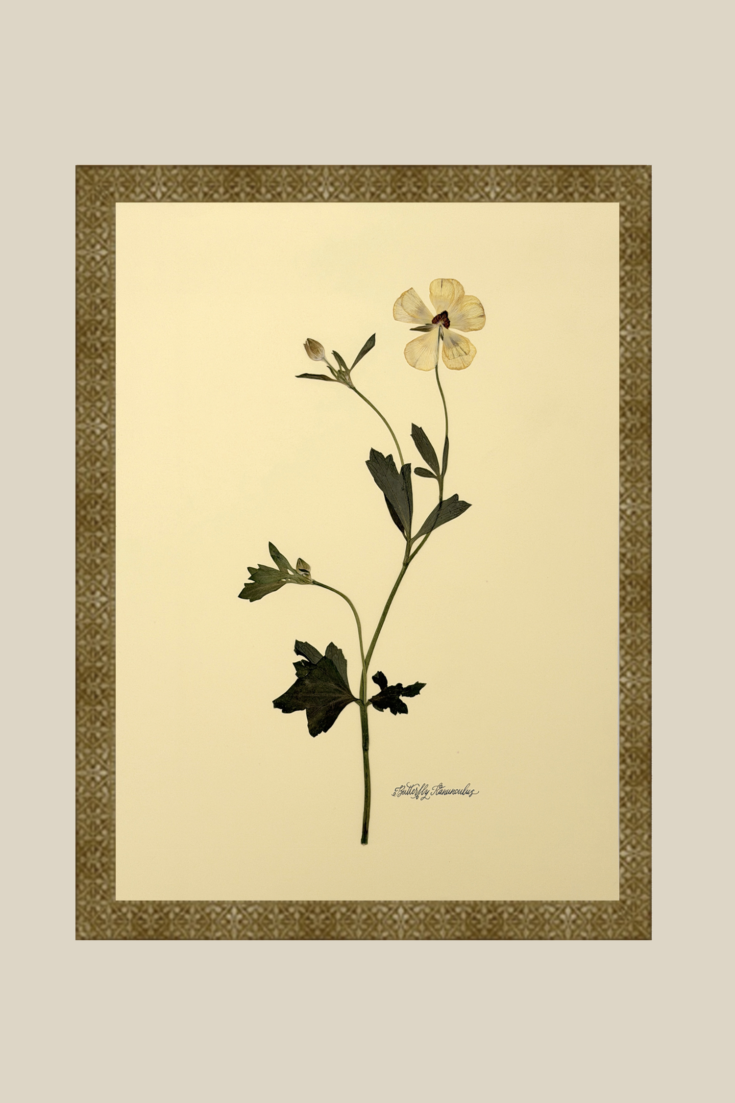 Butterfly Ranunculus Stem