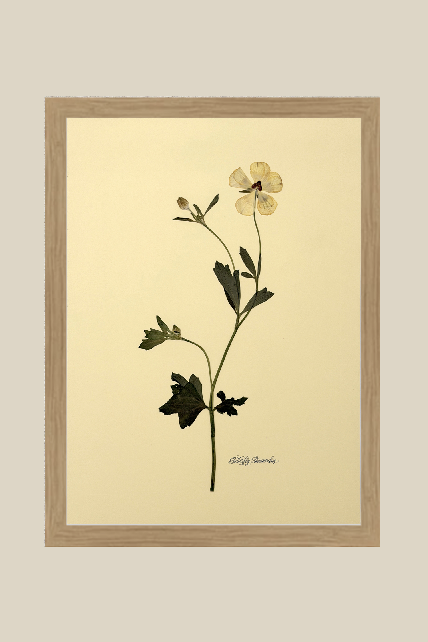 Butterfly Ranunculus Stem