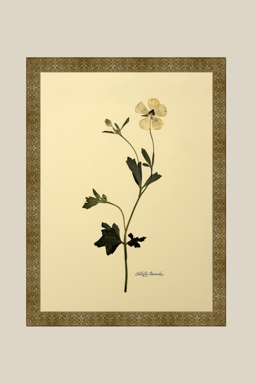Butterfly Ranunculus Stem