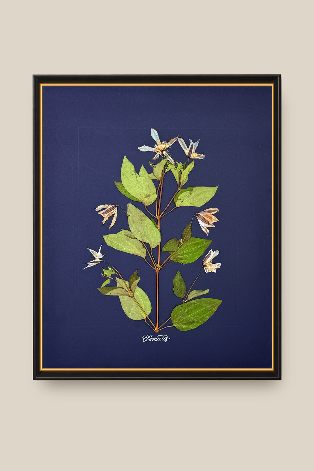 Clematis on Navy Framed