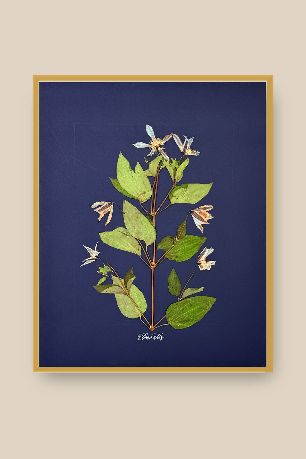 Clematis on Navy Framed