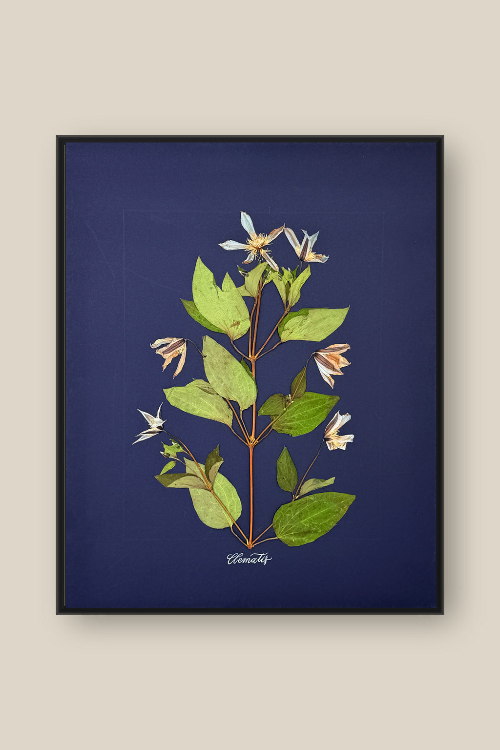 Clematis on Navy Framed