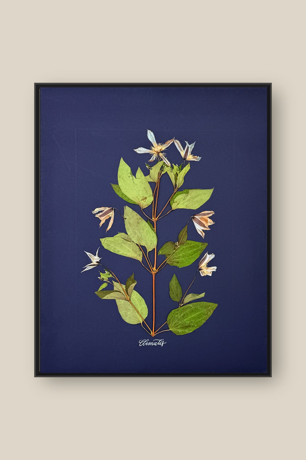 Clematis on Navy Framed