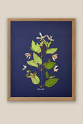Clematis on Navy Framed