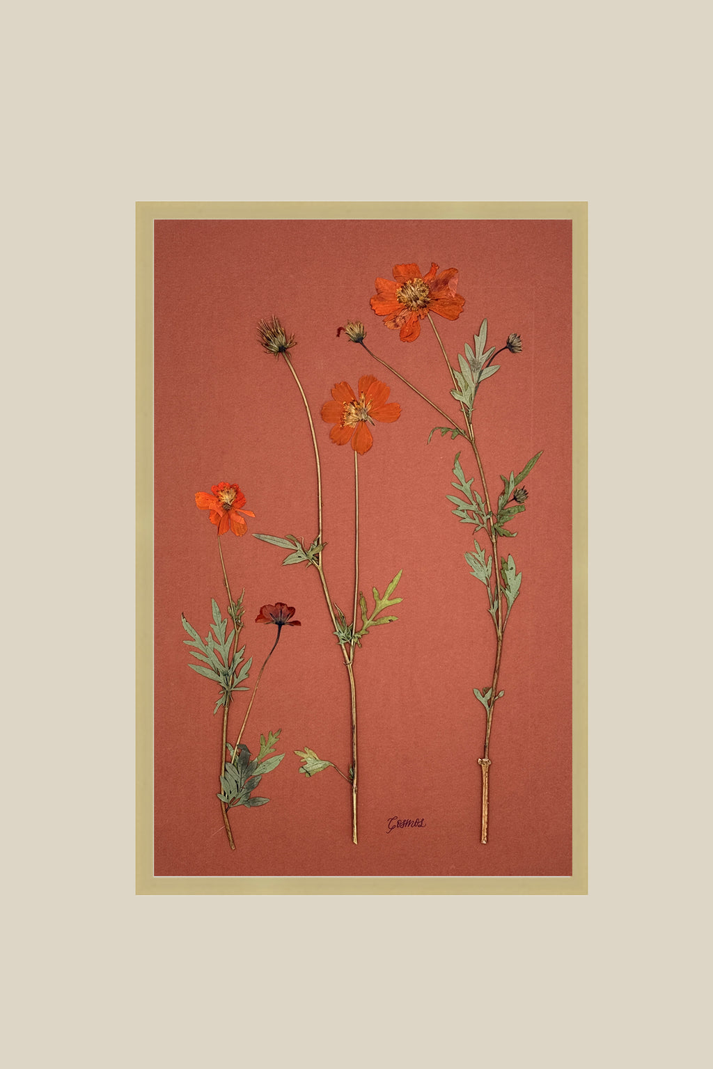 Orange Cosmos on Rust