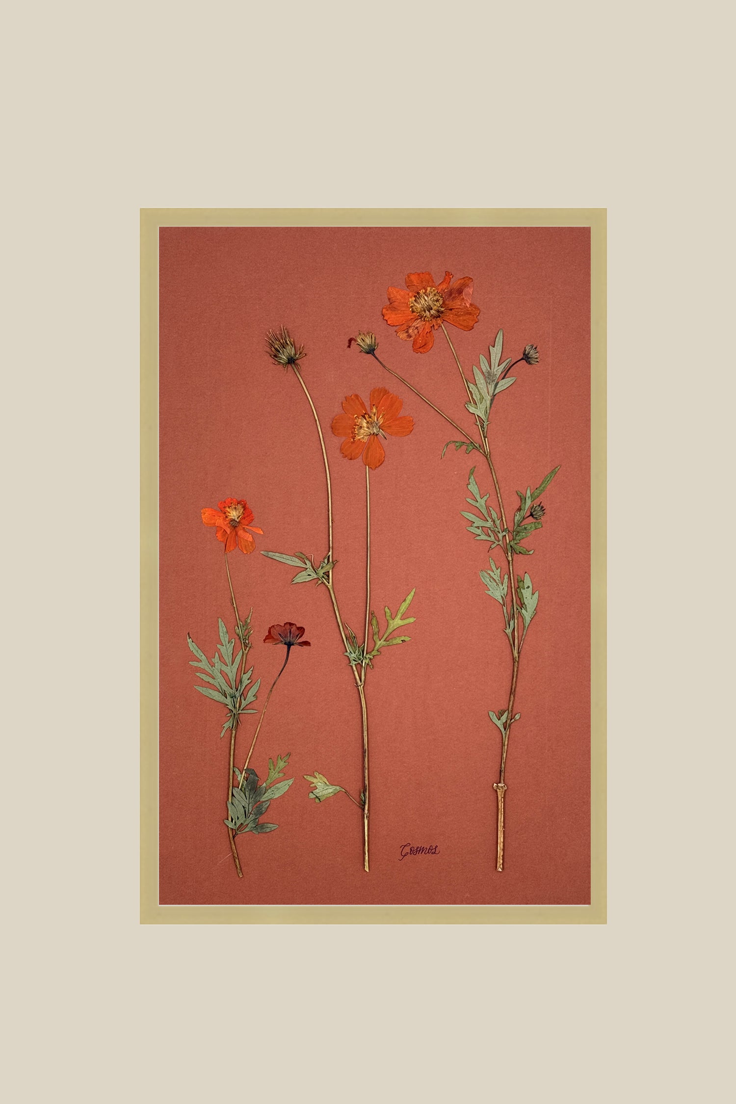 Orange Cosmos on Rust
