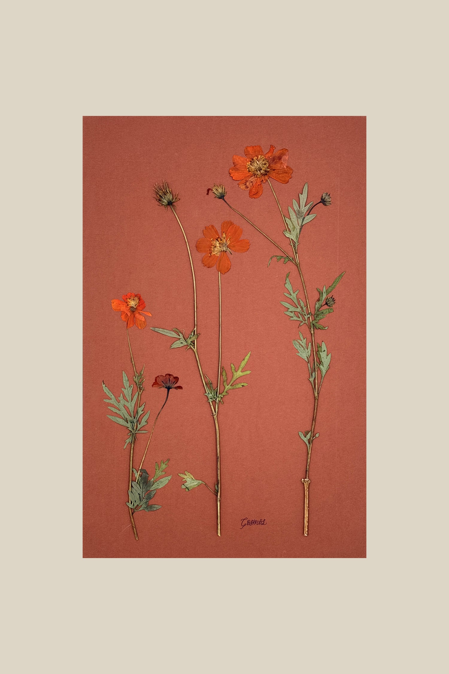 Orange Cosmos on Rust