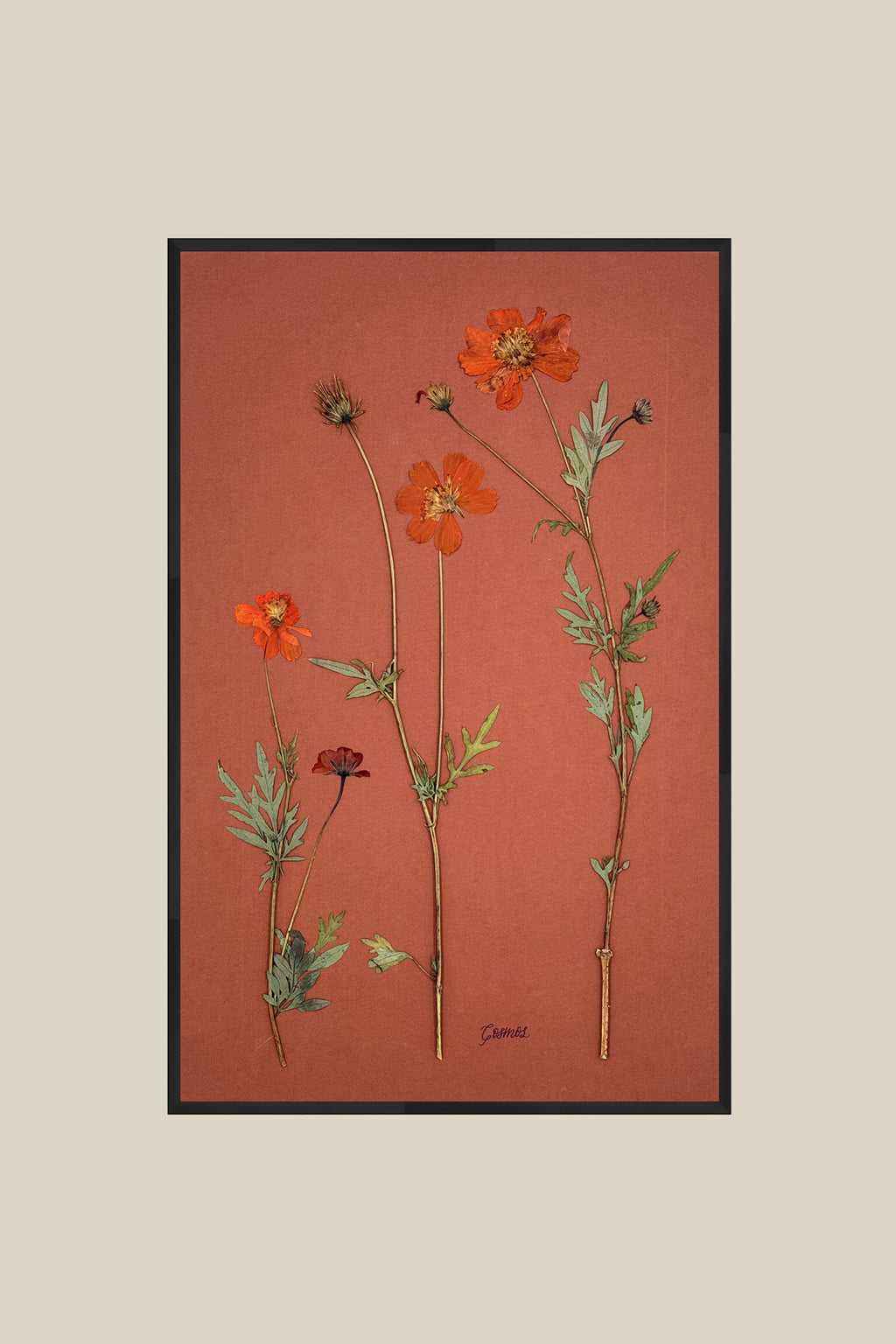 Orange Cosmos on Rust