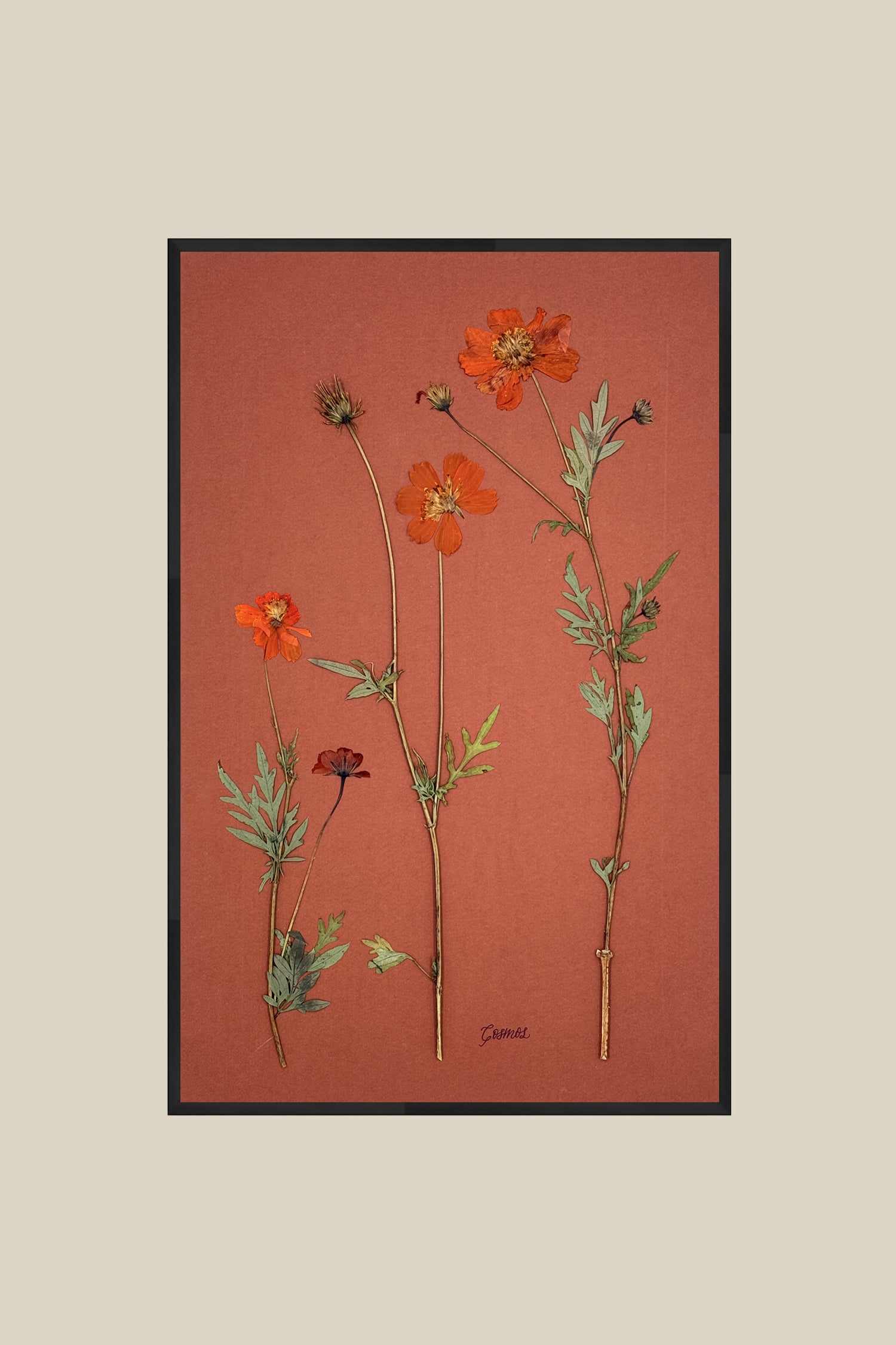 Orange Cosmos on Rust