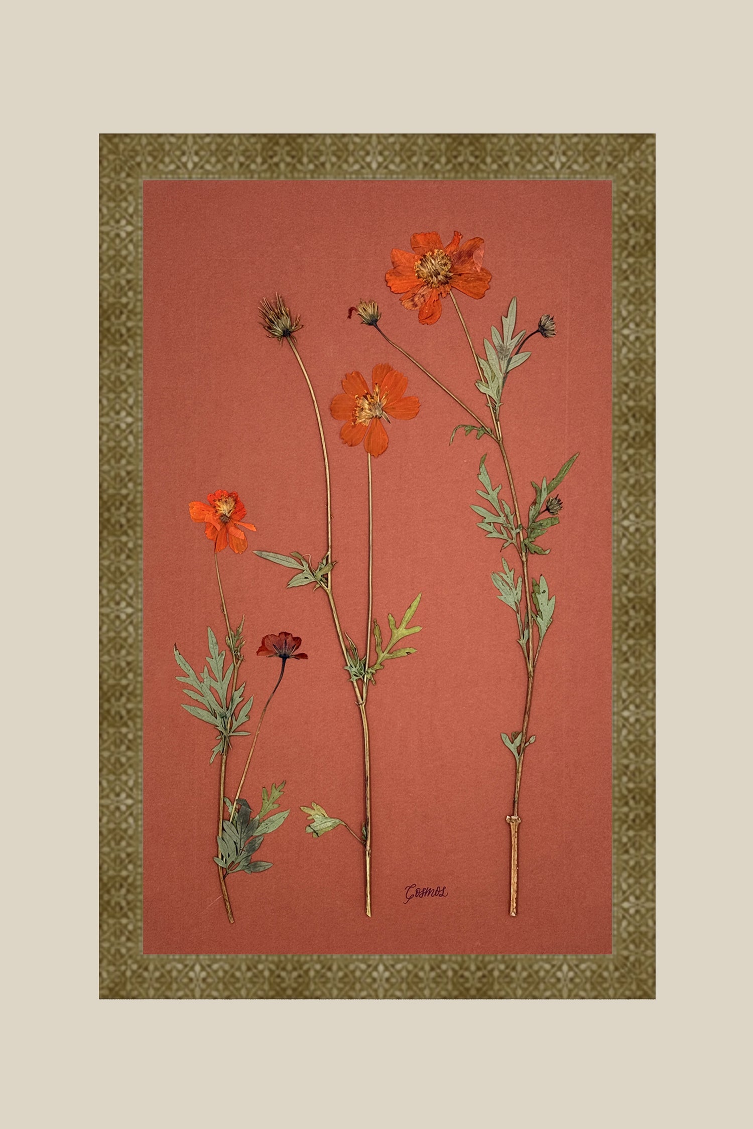 Orange Cosmos on Rust