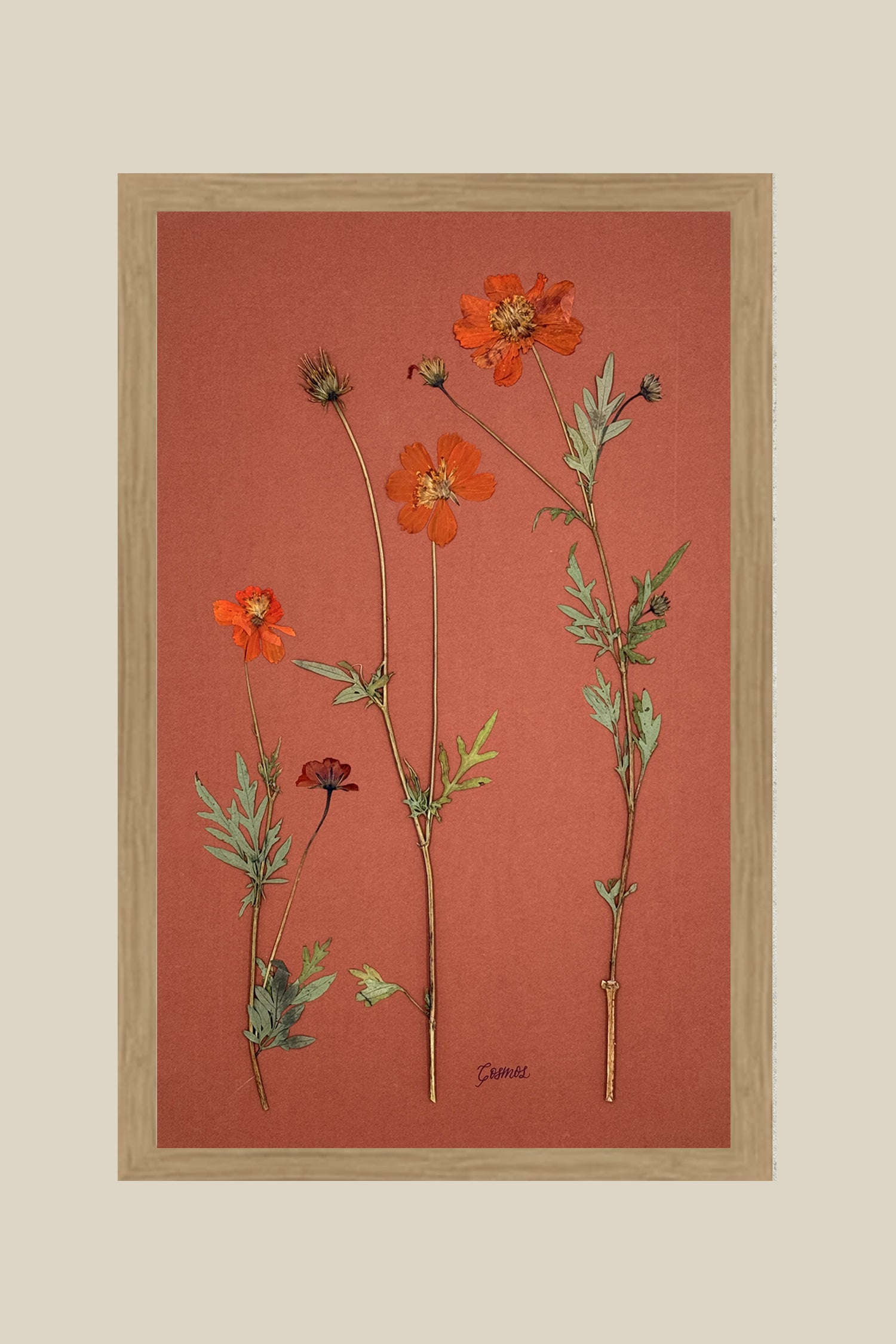 Orange Cosmos on Rust