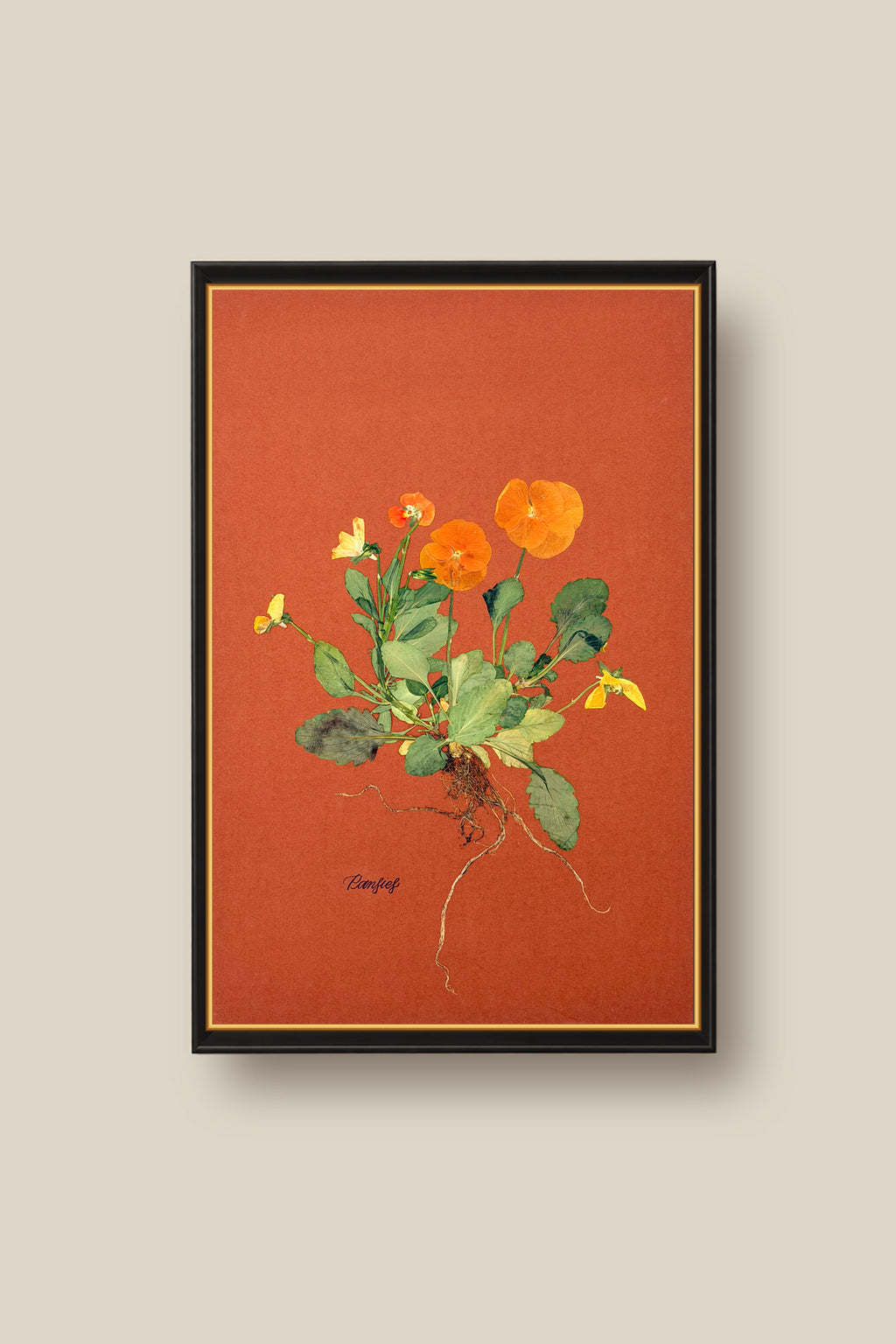 Orange Pansies with Roots Framed