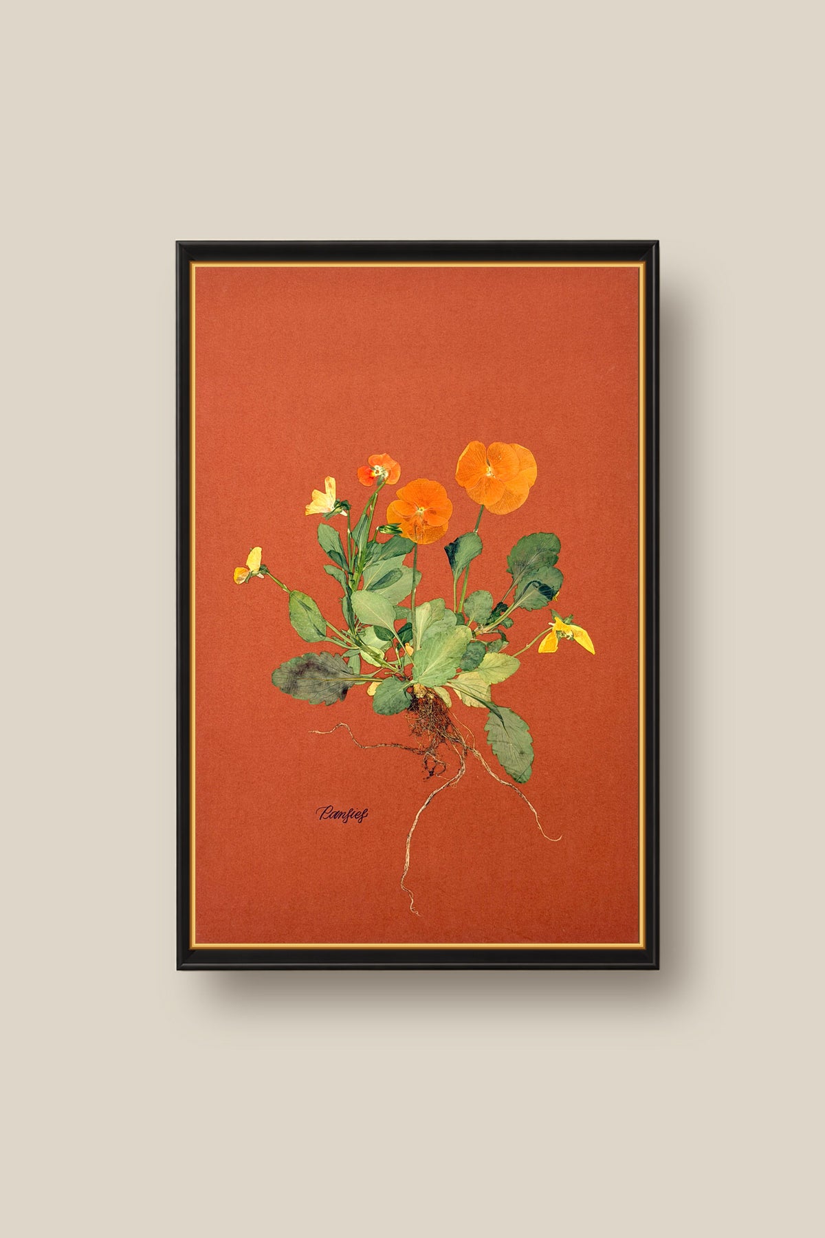 Orange Pansies with Roots Framed