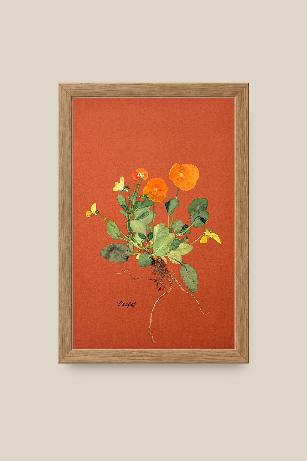 Orange Pansies with Roots Framed