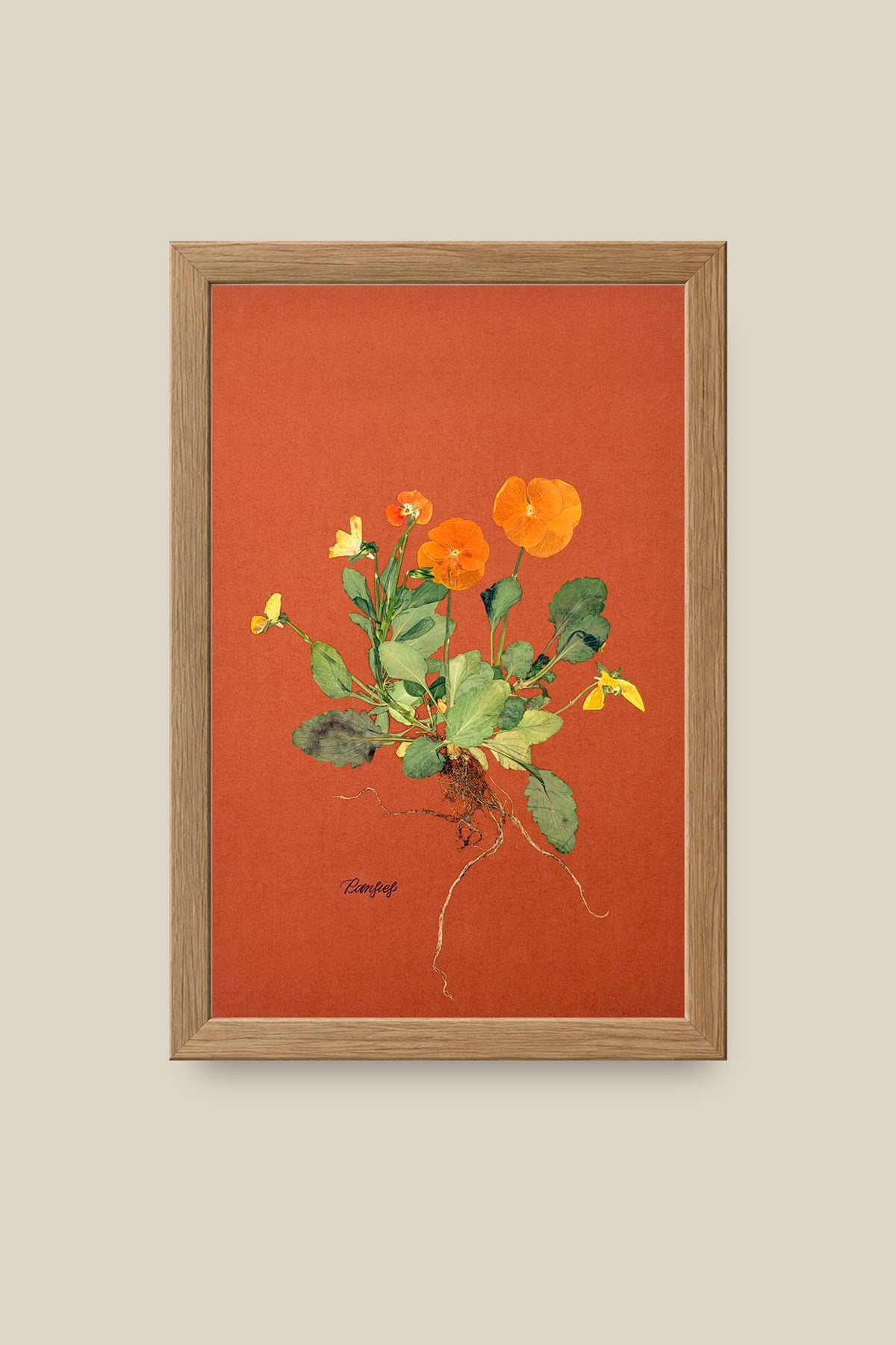 Orange Pansies with Roots Framed