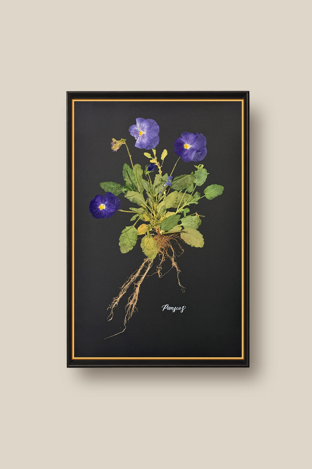 Blue Pansies with Roots Framed