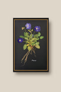 Blue Pansies with Roots Framed