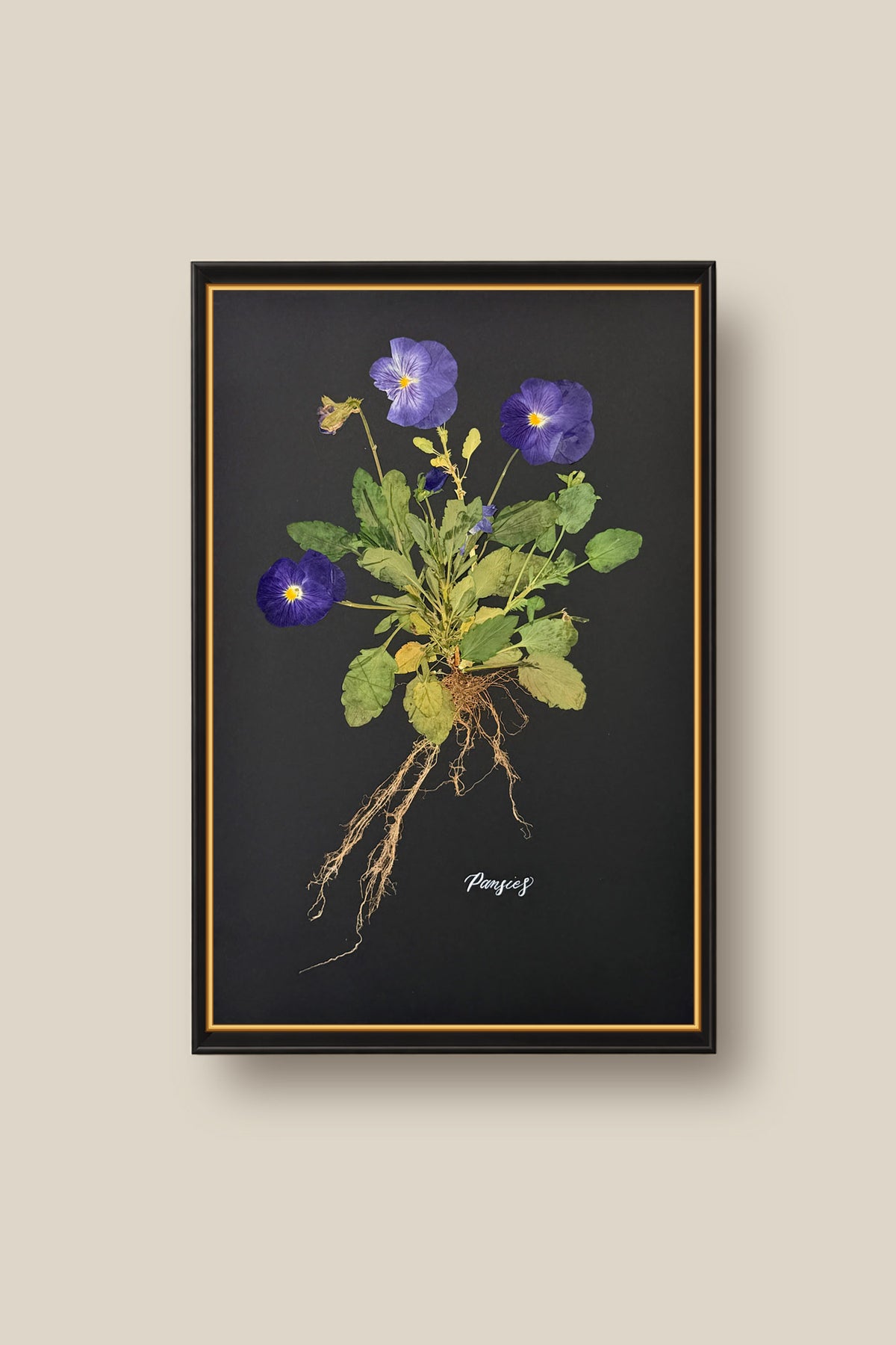 Blue Pansies with Roots Framed
