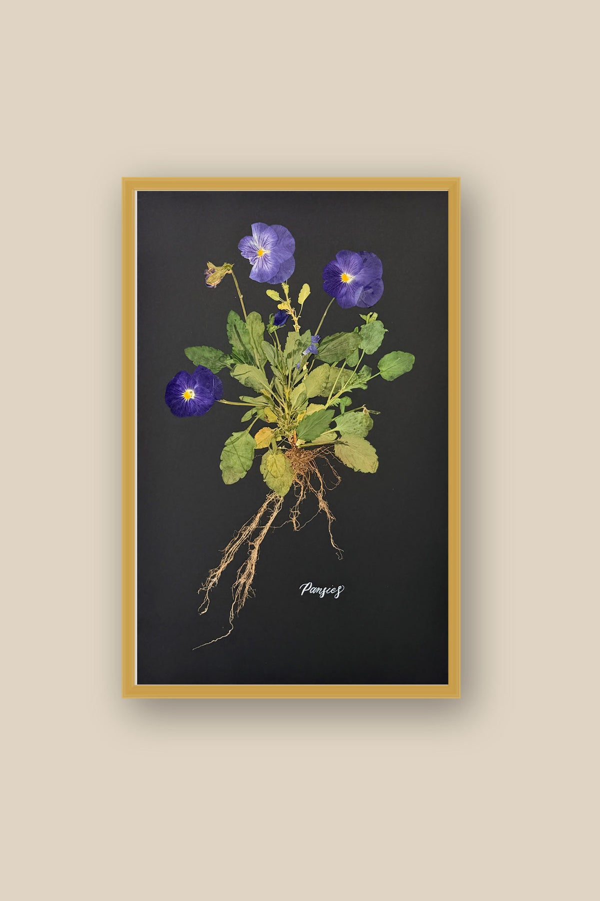 Blue Pansies with Roots Framed