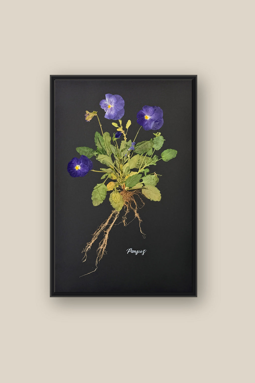 Blue Pansies with Roots Framed