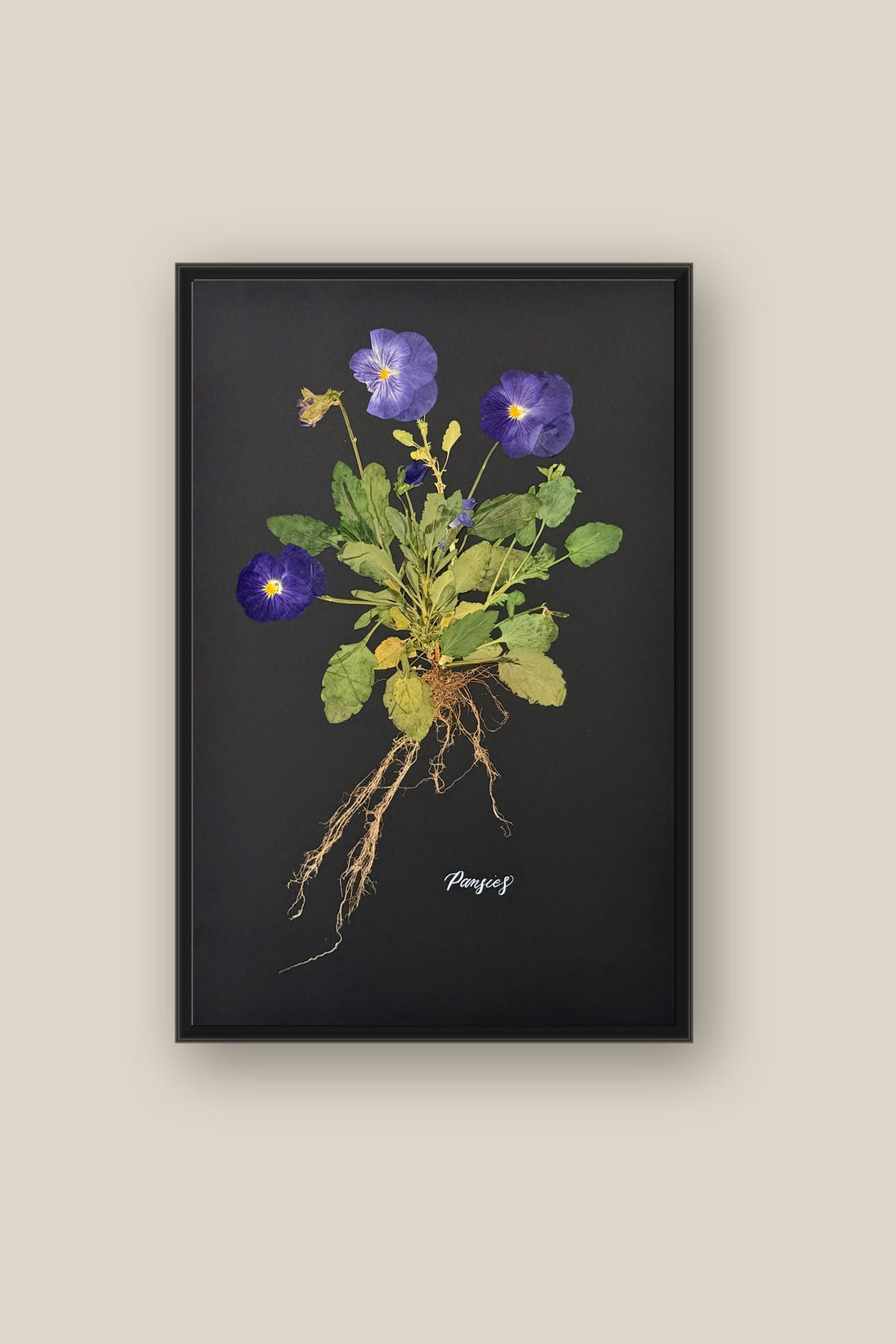 Blue Pansies with Roots Framed