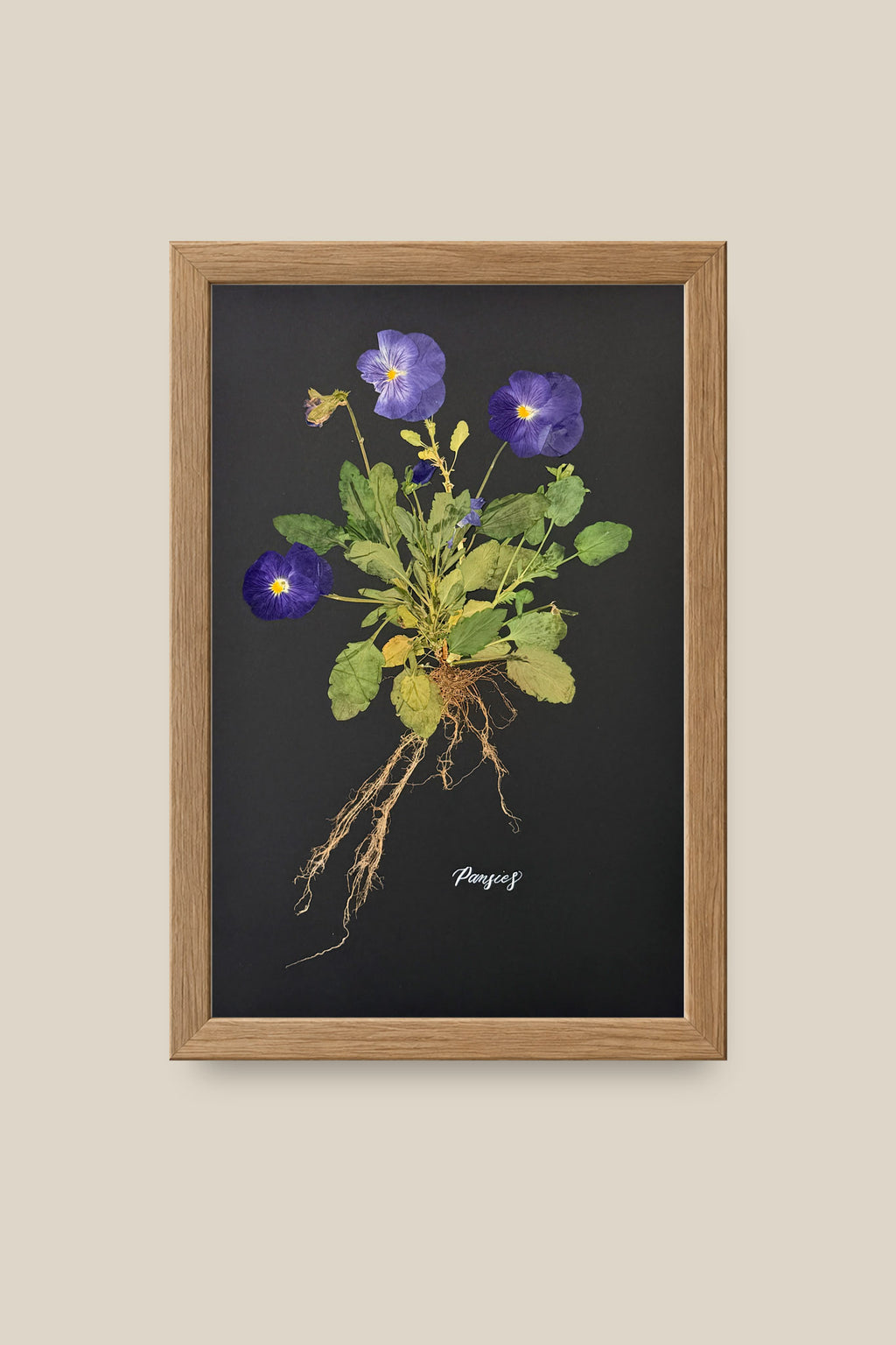 Blue Pansies with Roots Framed