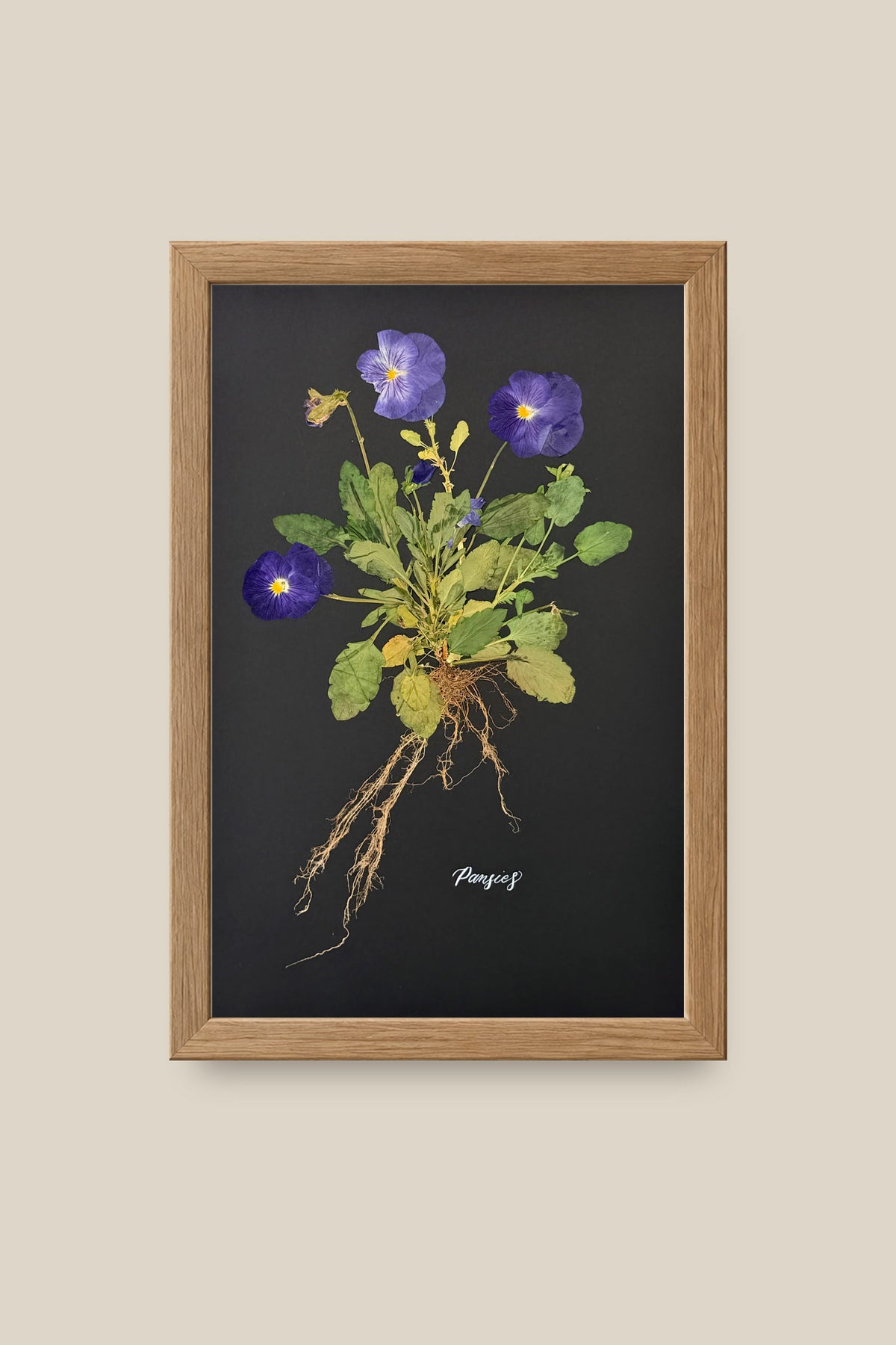 Blue Pansies with Roots Framed