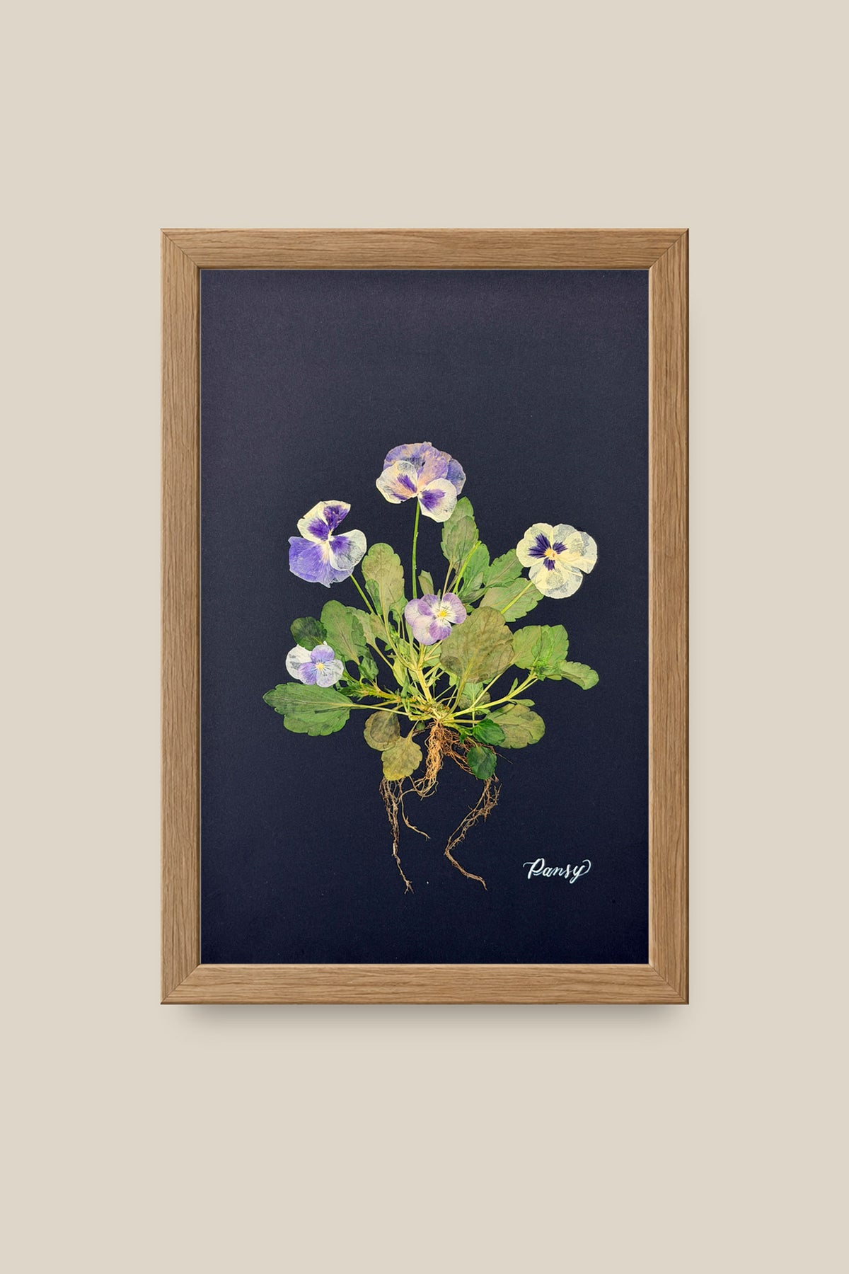 Blue Pansies with Roots on Black Framed