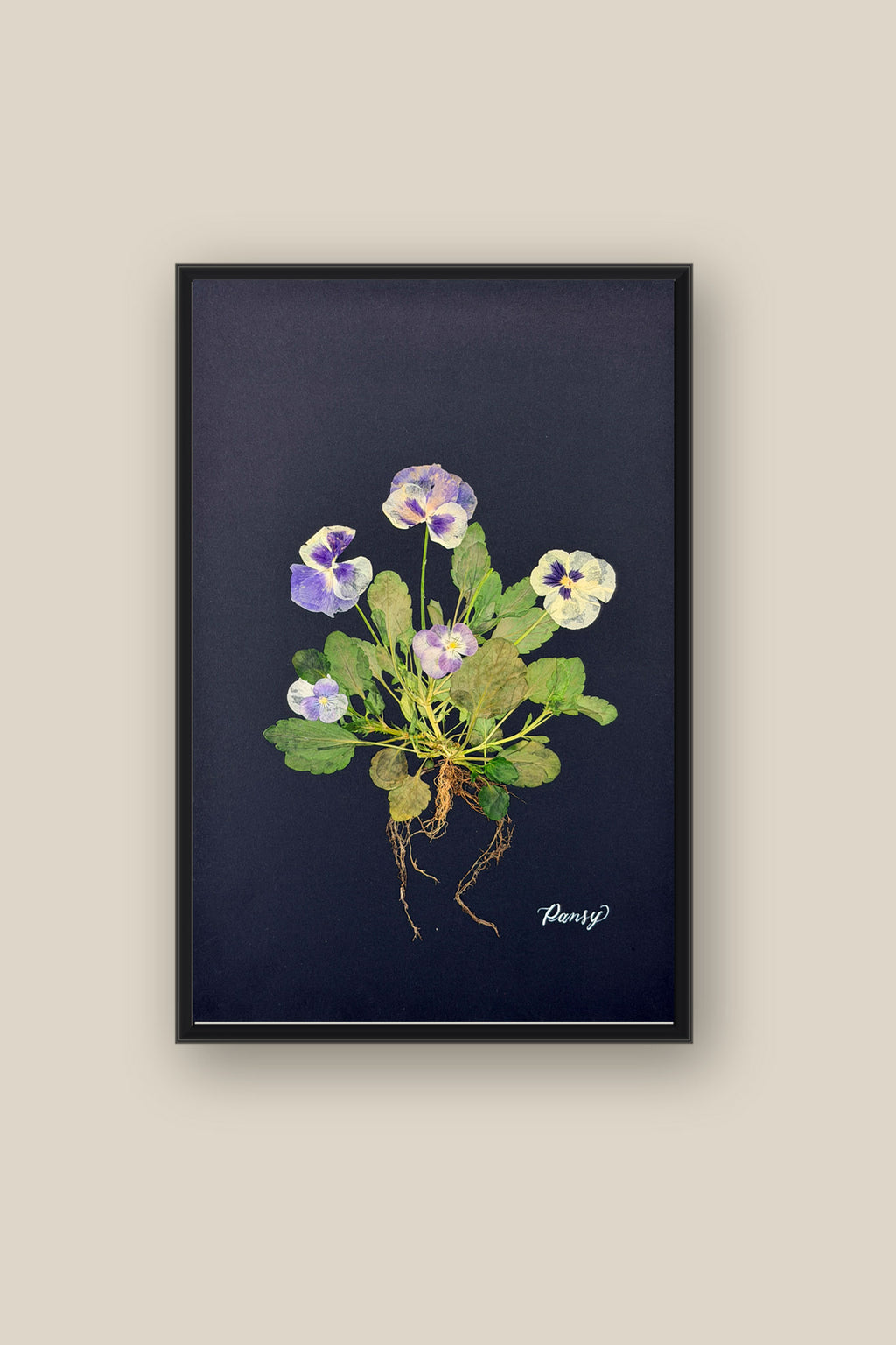 Blue Pansies with Roots on Black Framed