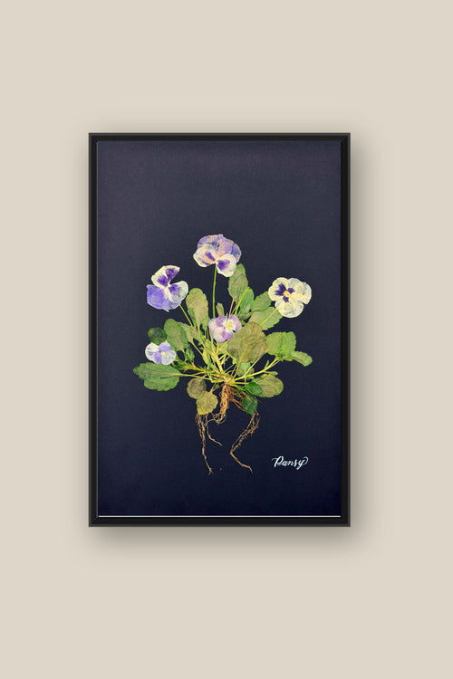 Blue Pansies with Roots on Black Framed