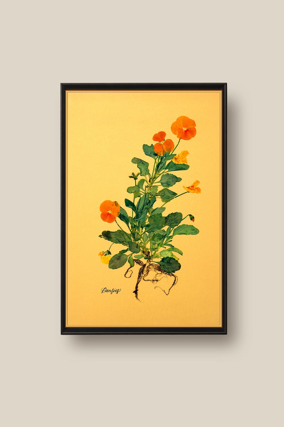 Orange Pansies with Roots Framed