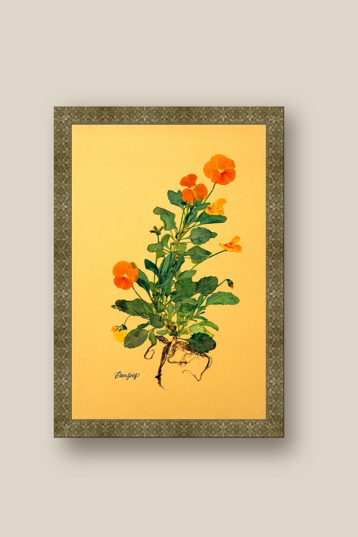 Orange Pansies with Roots Framed