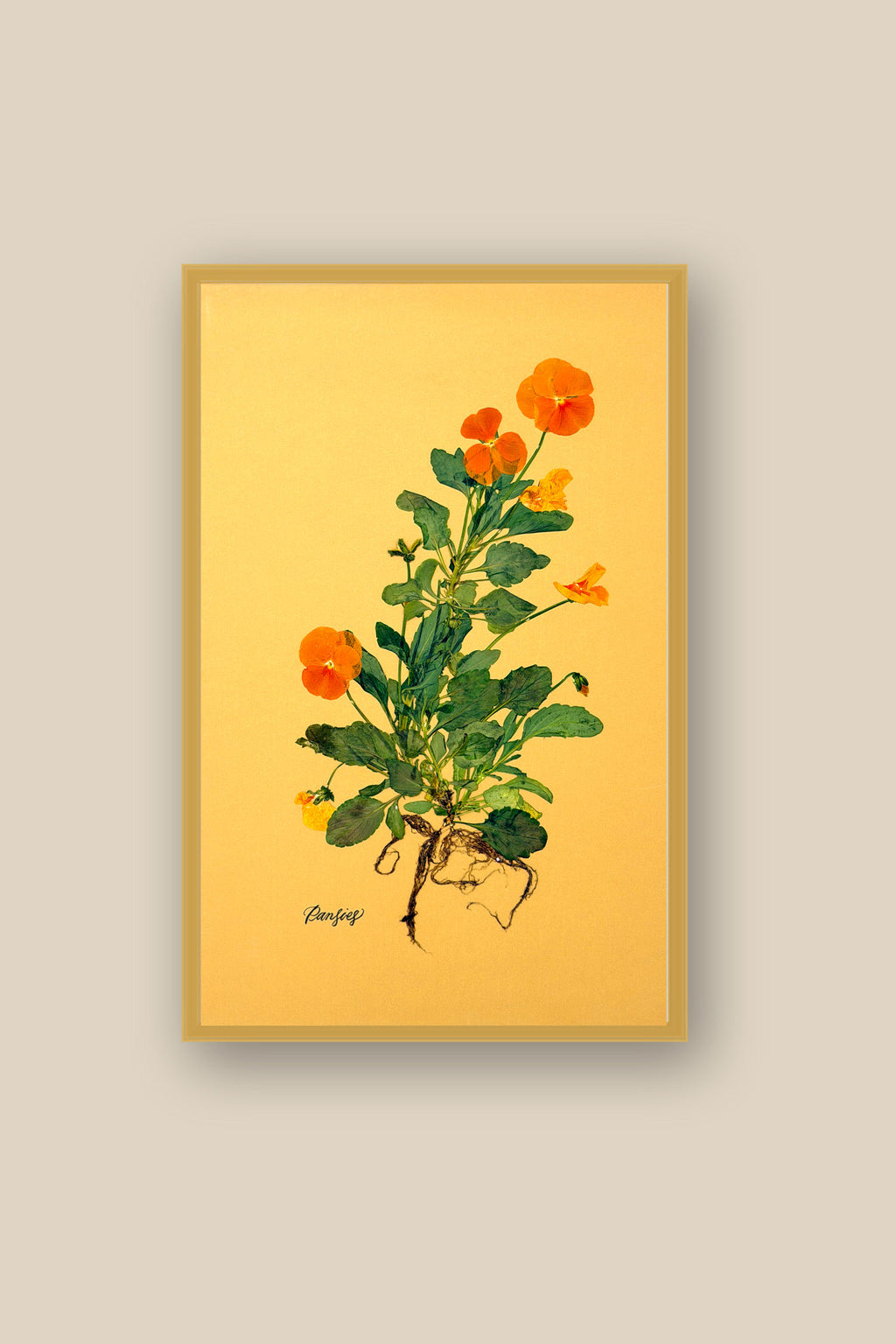 Orange Pansies with Roots Framed