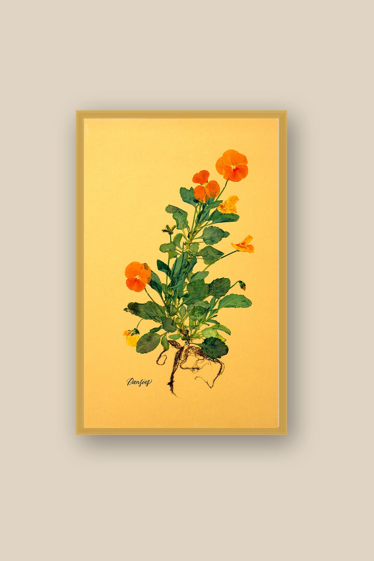 Orange Pansies with Roots Framed